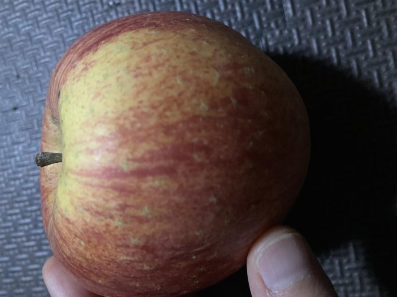 出品者名-写真-1